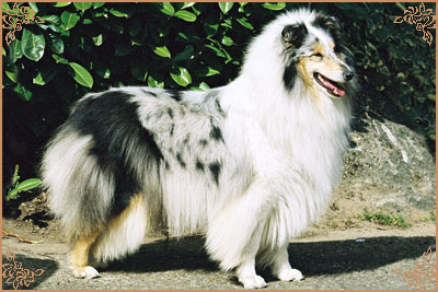 Rineweld Awantgarde at Sheewenna