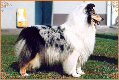 Rineweld Awantgarde at Sheewenna