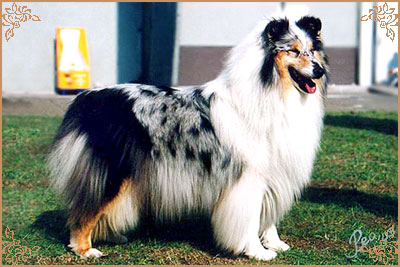 Rineweld Awantgarde at Sheewenna