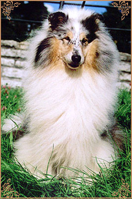 Rineweld Awantgarde at Sheewenna