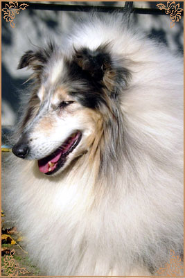 Rineweld Awantgarde at Sheewenna