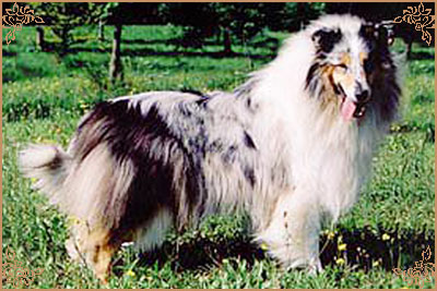 Rineweld Awantgarde at Sheewenna