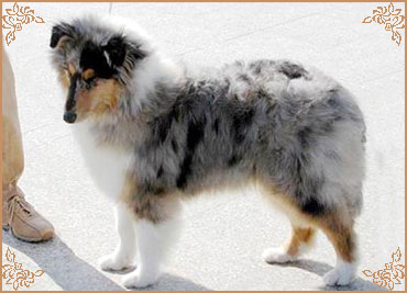 Rineweld Scout Of Blue Serenade