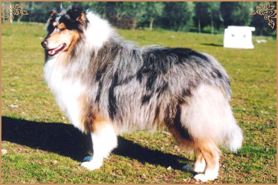 Rineweld Scout Of Blue Serenade