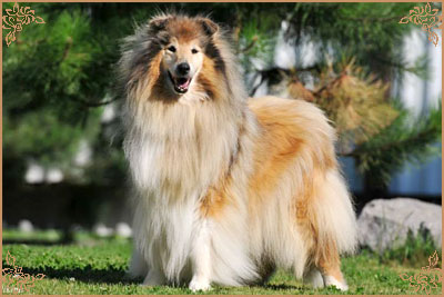 Рус Эрика Бамбина фо Маверти, Rus Erika Bambina for Maverti