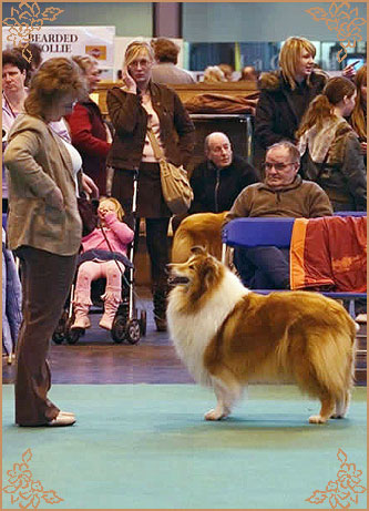 Samhaven Forgotten Charm, Crufts Winners