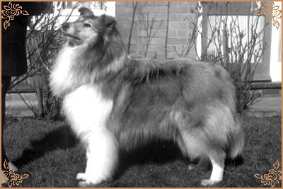 Shipelle Sensation of Seafire Shipelle Sensation of Seafire, Crufts Winners