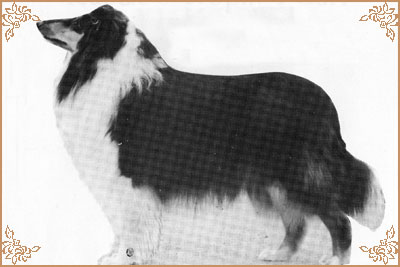 Surfing`s Black Viktorious Progress