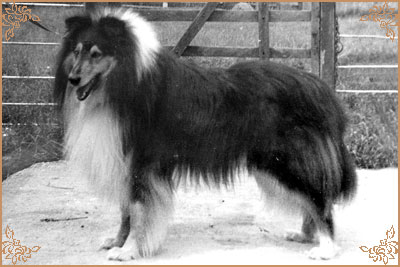 Thistleblue Bluelands Boy Thistleblue Bluelands Boy, Crufts Winners