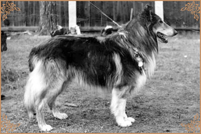 Троль, Trol (b.1965)