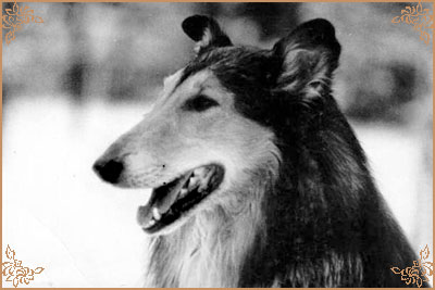 Троль, Trol (b.1965)