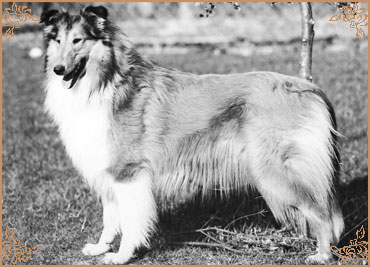 Tsarina von der Bachstelze