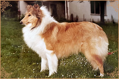 Violet von der Bachstelze