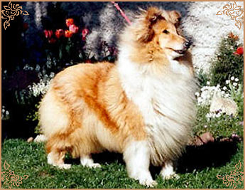 Wassail Annie`s Song