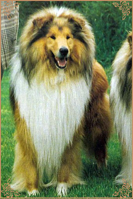 Westoak Gold of Claredawn