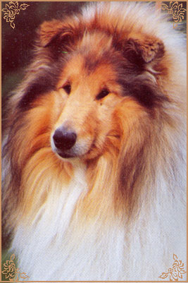 Westoak Gold of Claredawn