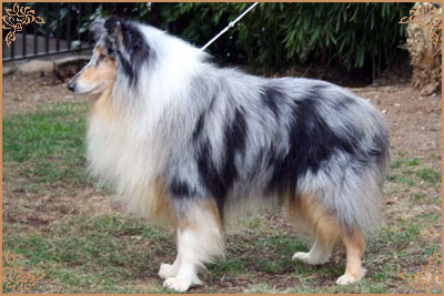 Winter Sky Blue de Frank Rough