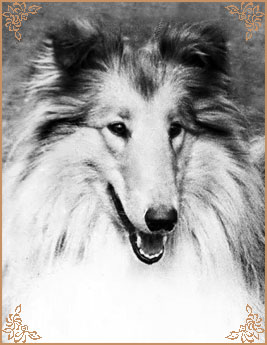 Визор Фанзай, Wizor Fanzaj