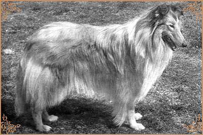 Визор Фанзай, Wizor Fanzaj