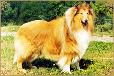 Визор Фанзай, Wizor Fanzaj