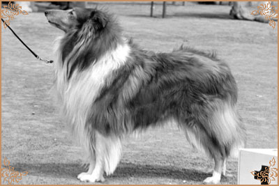 Xander vom Tierfreund