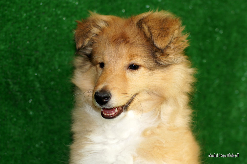 Gold Heathbell Bit Of Sunlight