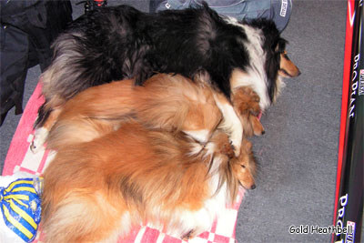 спящие собаки, фото шелти и колли