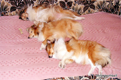 спящие собаки, фото шелти