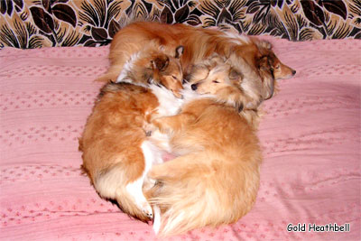 спящие собаки, фото шелти