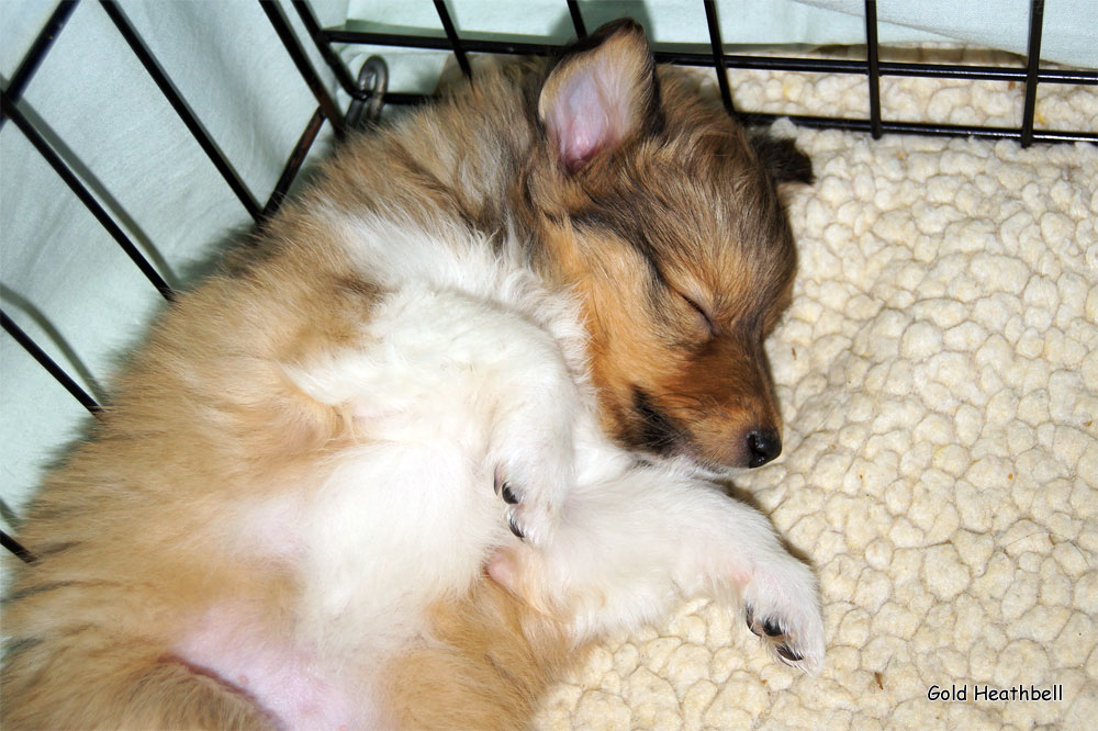 спящая собака, Голд Хизбелл Бижу