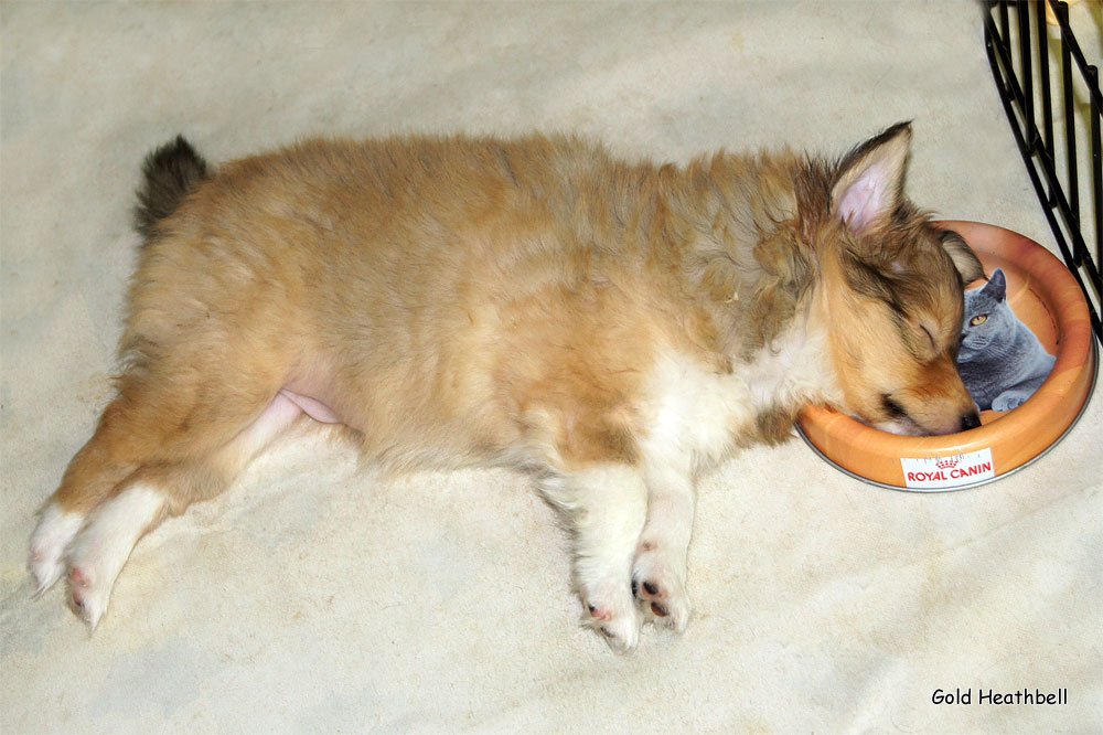 спящая собака, Голд Хизбелл Бижу