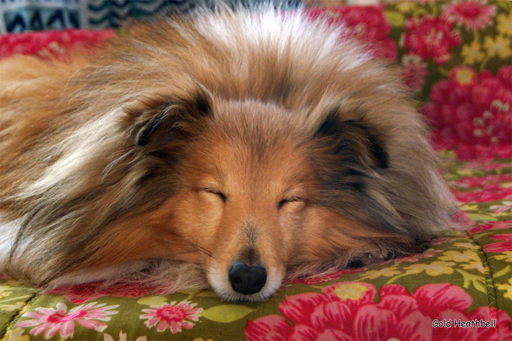 спящая собака, Черилдин Церенор