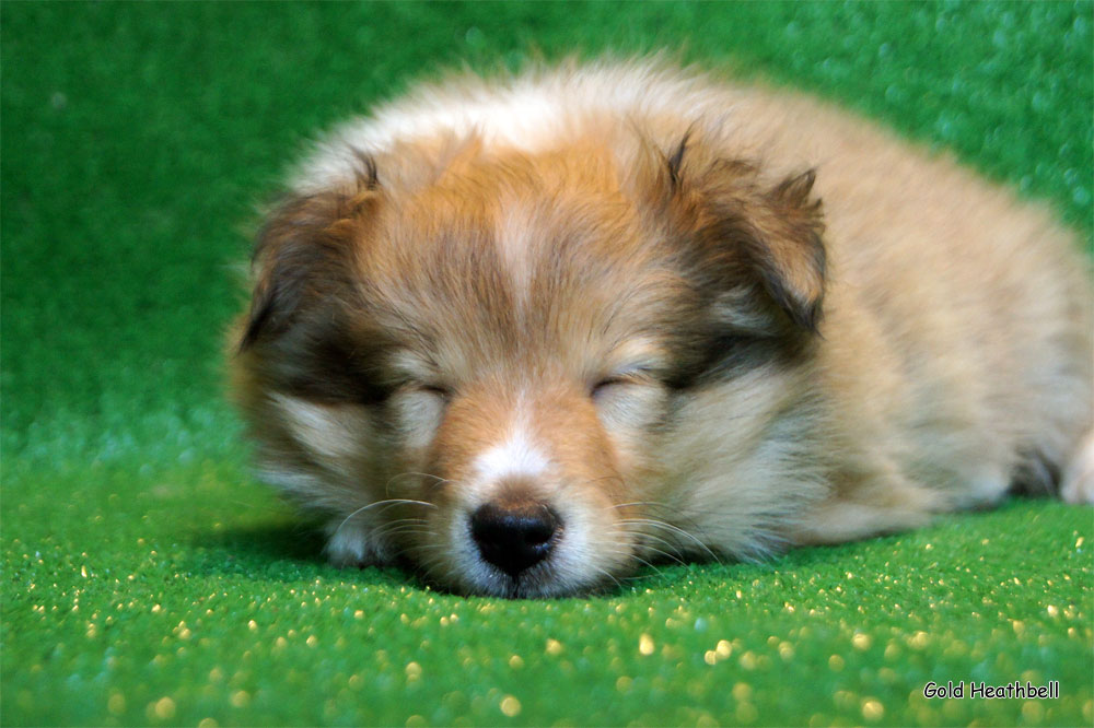 спящая собака, Голд Хизбелл Бикоз Хи Из Найс