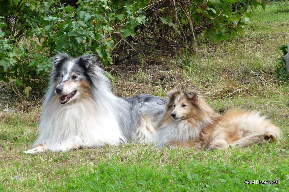 дружные компании, фото шелти и колли, питомник ГОЛД ХИЗБЕЛЛ