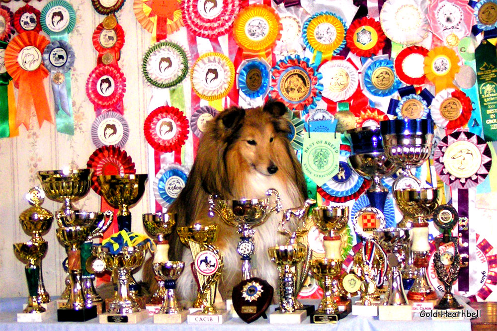 выставка собак, шелти шелти-шоу, фото шелти, Черилдин Церенова