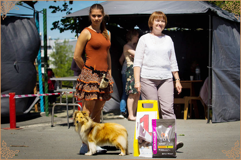 выставка собак, шелти шелти-шоу, фото шелти, Голд Хизбелл Бонни Энд Свит