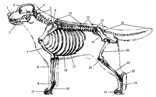 скелет собаки, Ерусалимский Е.Л, Экстерьер собаки и его оценка