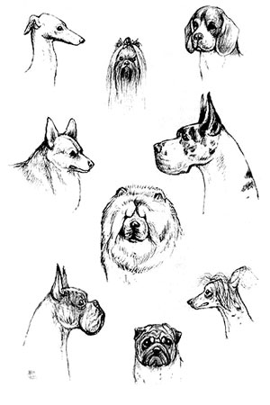 формы голов собаки, Ерусалимский Е.Л, Экстерьер собаки и его оценка