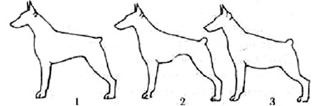 форма линии живота собак, Ерусалимский Е.Л, Экстерьер собаки и его оценка