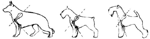 угол плеча у собаки, Ерусалимский Е.Л, Экстерьер собаки и его оценка