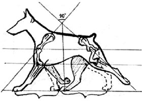 движения собак, рысь бросками, Ерусалимский Е.Л, Экстерьер собаки и его оценка