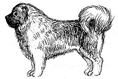 грубый тип сложения собаки, Ерусалимский Е.Л, Экстерьер собаки и его оценка