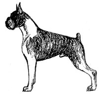 крепкий тип сложения собаки, Ерусалимский Е.Л, Экстерьер собаки и его оценка