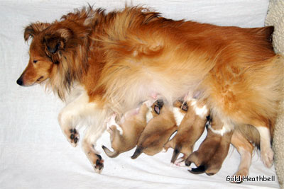 новорожденные щенки шелти