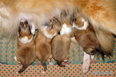 новорожденные щенки шелти