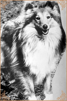 Koka Stanica Marwita