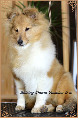 Шайнинг Чарм Ясмина, Shining Charm Yasmina