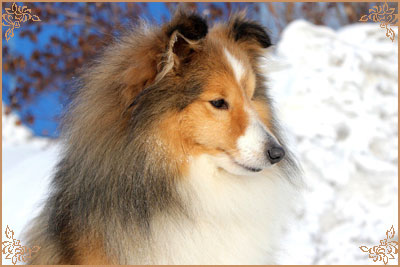 Шайнинг Чарм Ю А Май Дрим фо Сноу Лайф, Shining Charm You Are My Dream for Snow Life