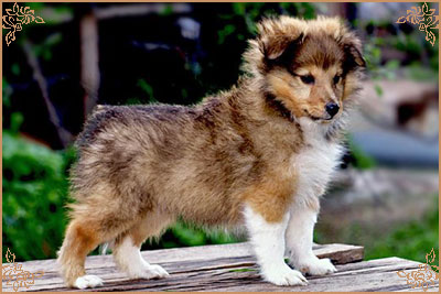 Арт Филисити Флоренция, Art Felicity Florencia