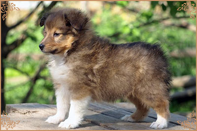 Арт Филисити Флоренция, Art Felicity Florencia